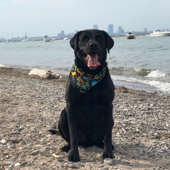 Meet your Posher, Leah 💛 - Picture 3 of 4